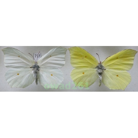 Gonepteryx rhamni (Linnaeus, 1758) pair Poland71f